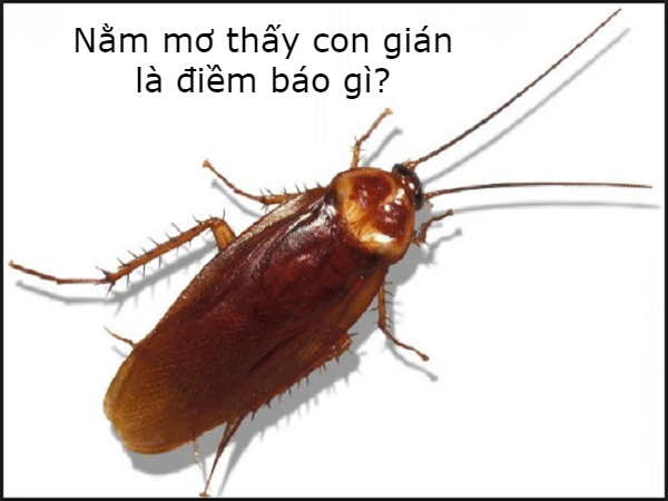 Mơ thấy con gián đánh con số mấy? chotlo.com